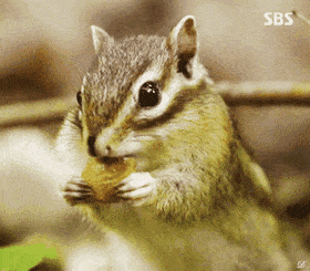 chipmunk-animals-free-animated-gifs-gameznet 018.gif